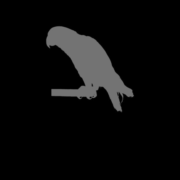 01 african grey parrot copy Thumbnail